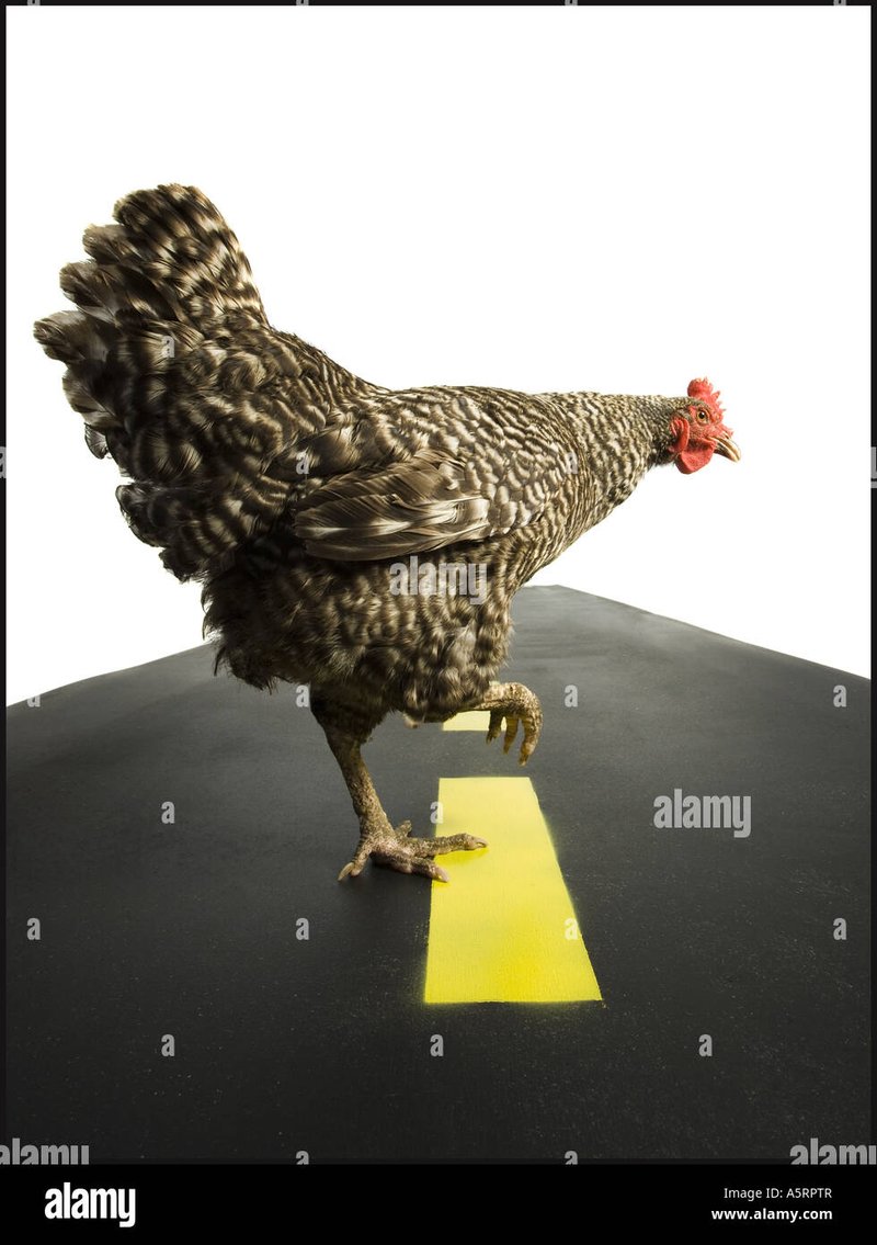 Best chicken road gokkast in Netherlands Best chicken road gokkast in Netherlands